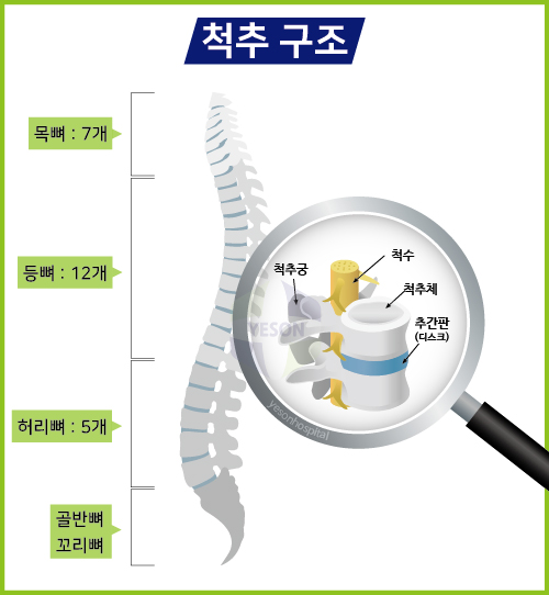 척추구조_최종_190509.jpg