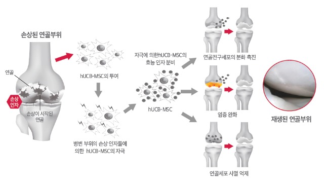 카티스템_작용기전.jpg