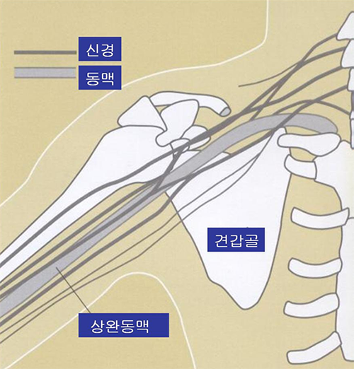 상완신경총 copy.png